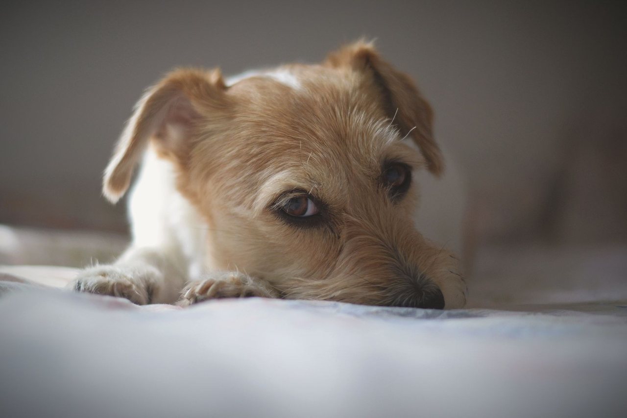 A relaxed puppy with soft eyes