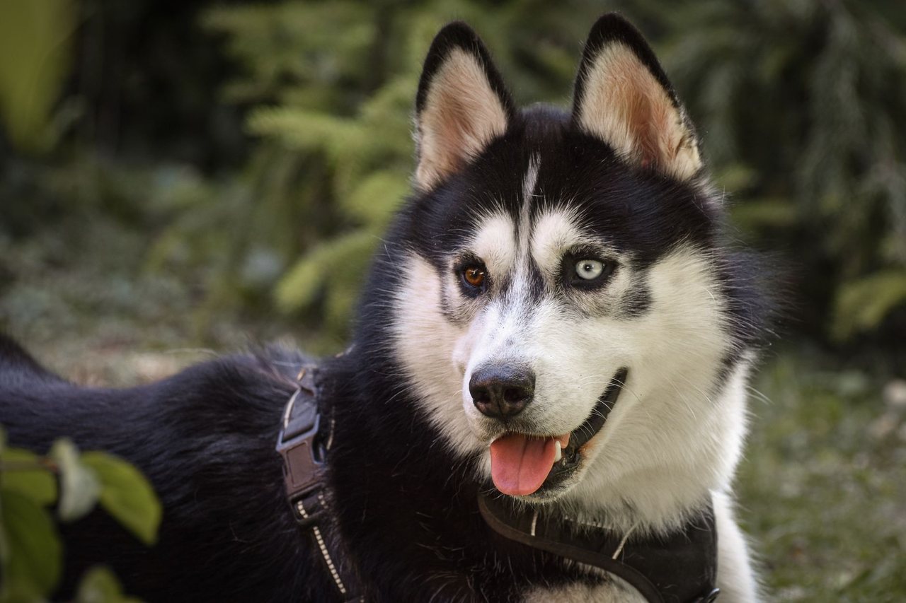 A gentle puppy at rest
