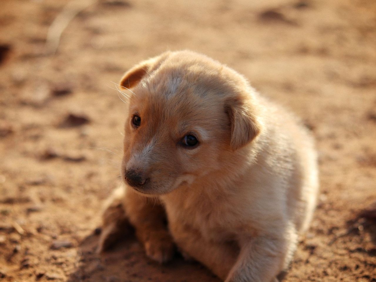 A content puppy relaxing