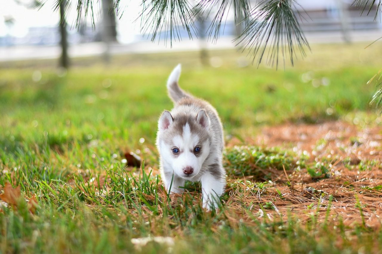 A tranquil puppy at ease