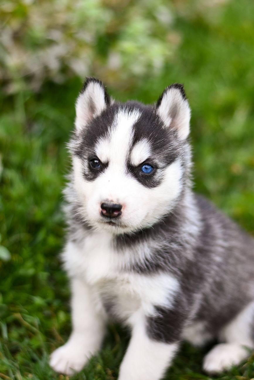 A relaxed puppy with soft eyes