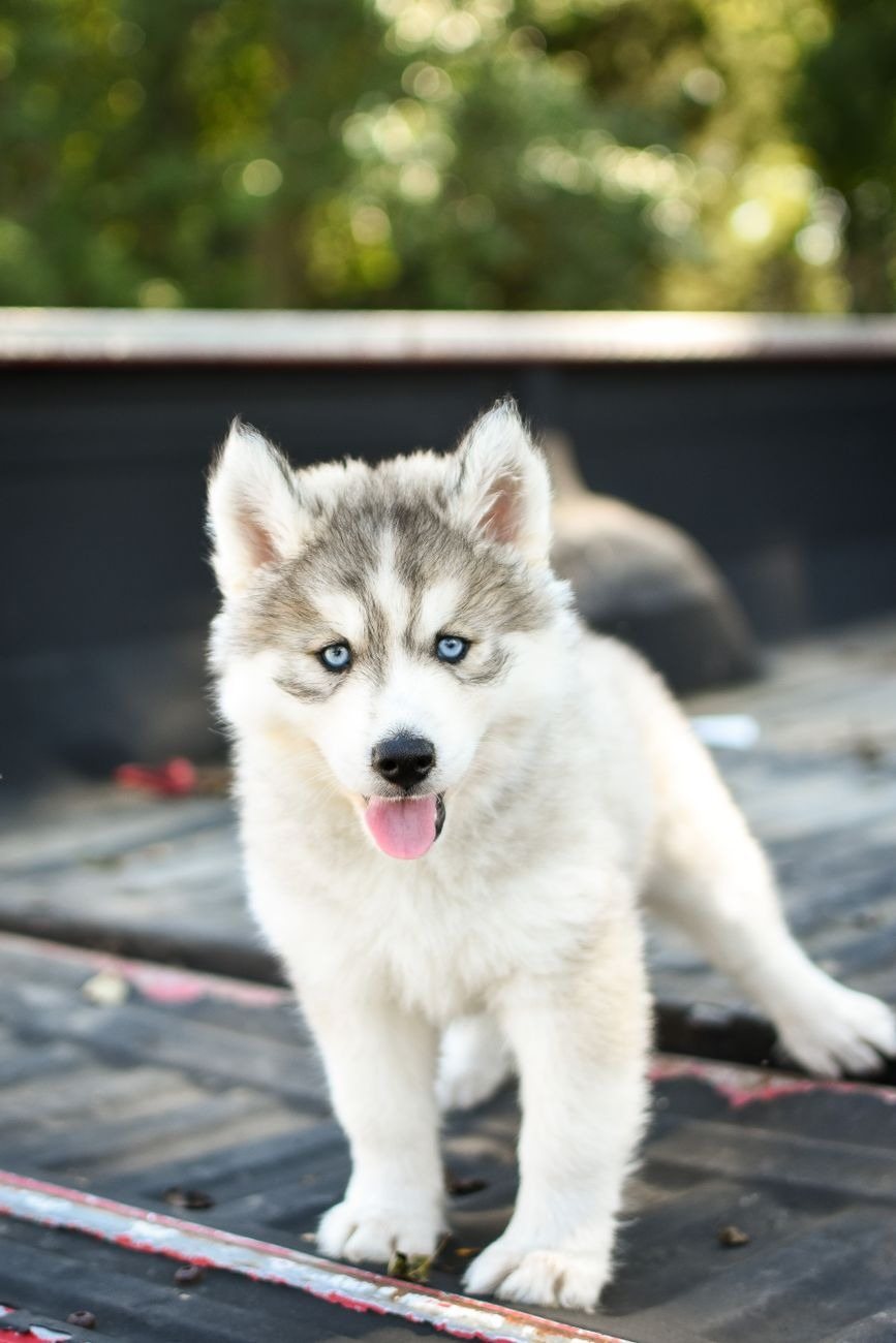 A serene puppy lying quietly