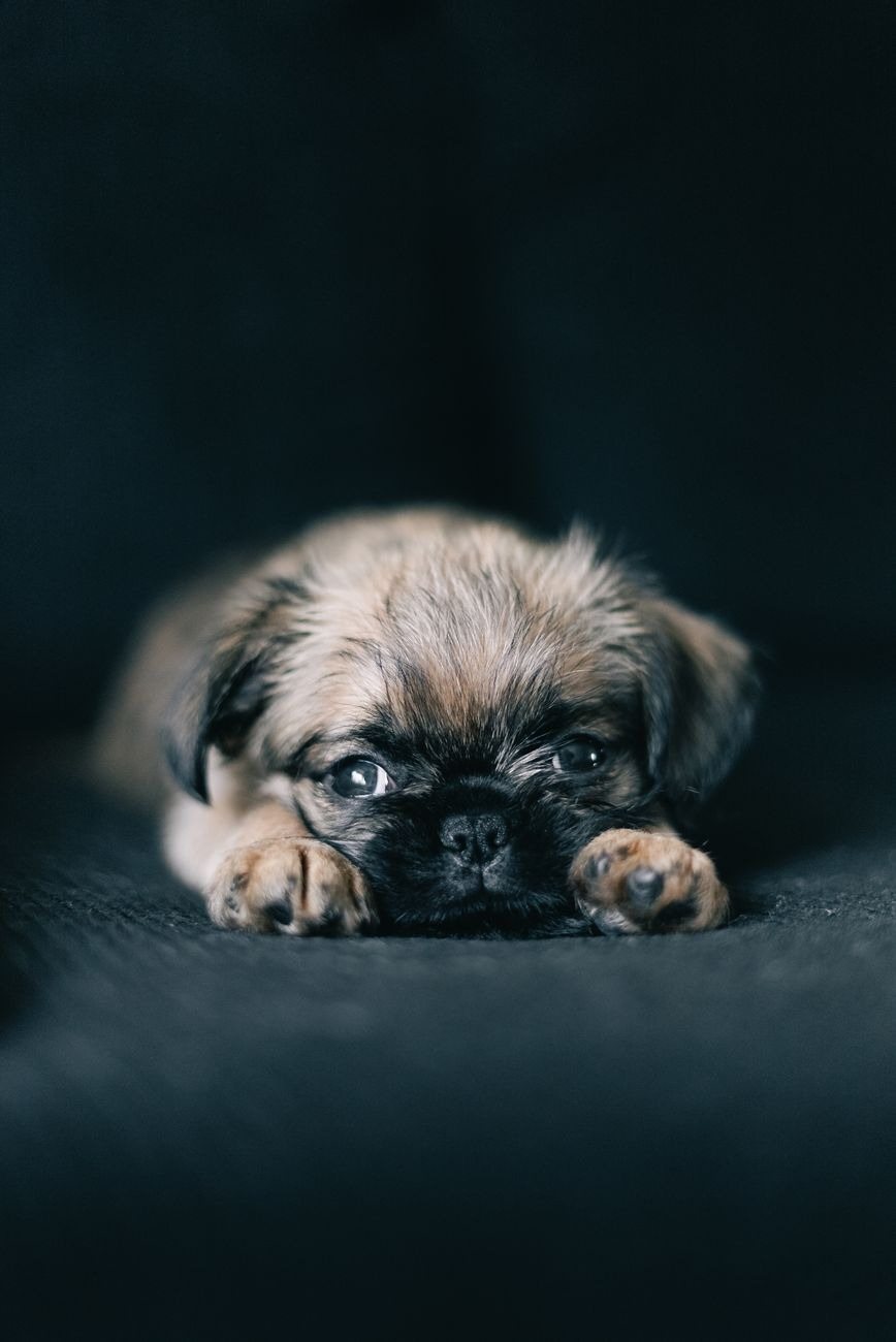 A soft-furred puppy dozing