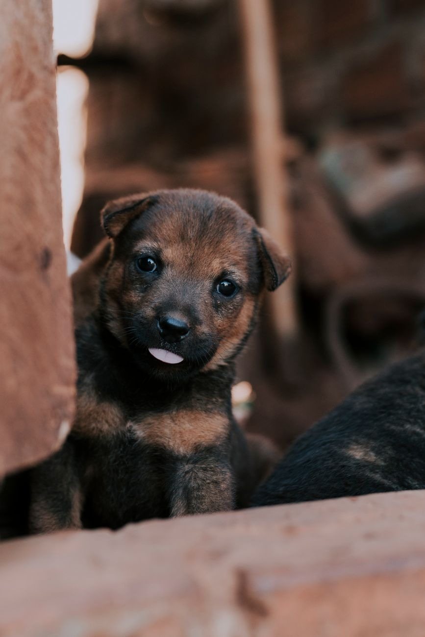 A serene puppy lying quietly