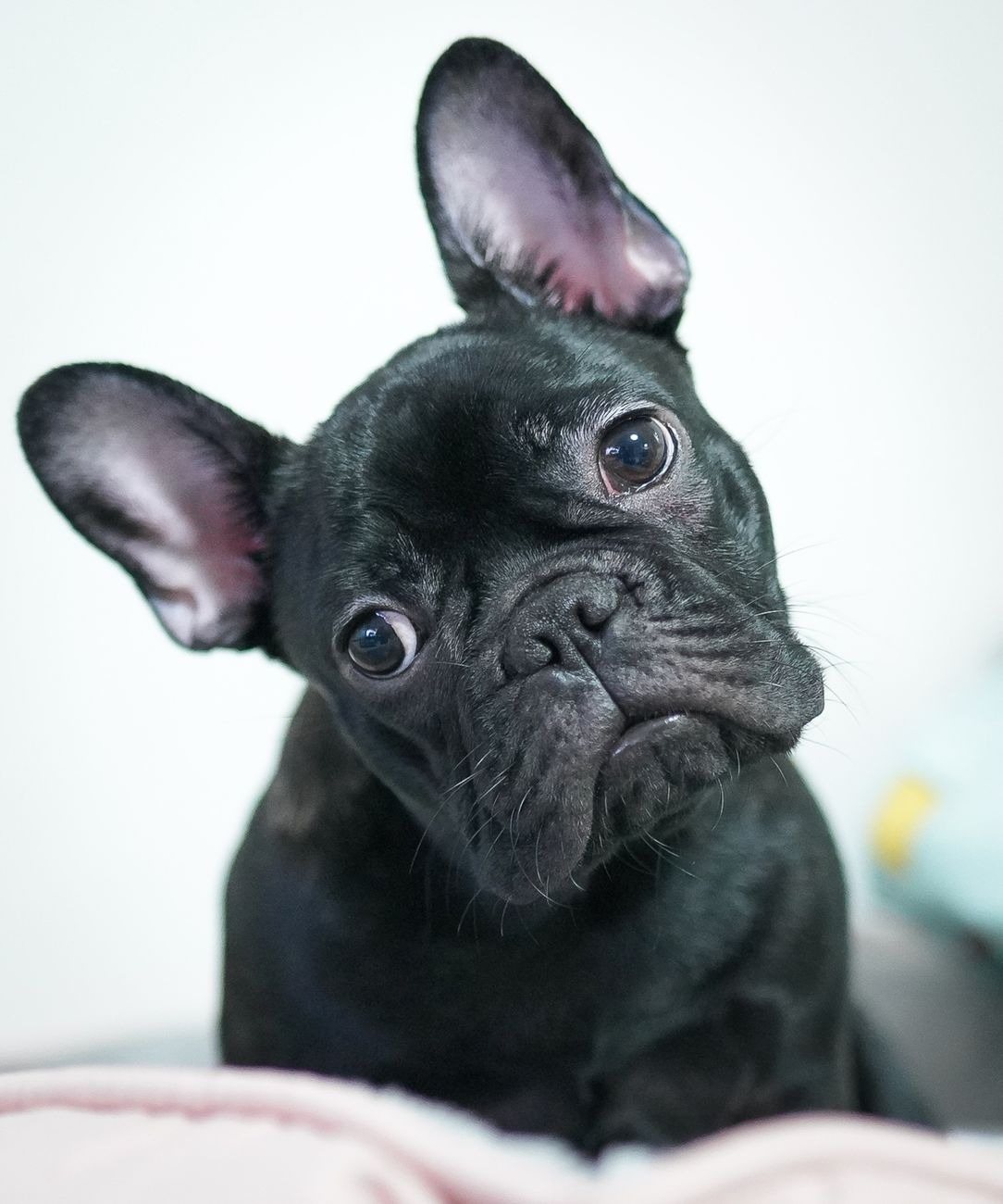 A content puppy relaxing