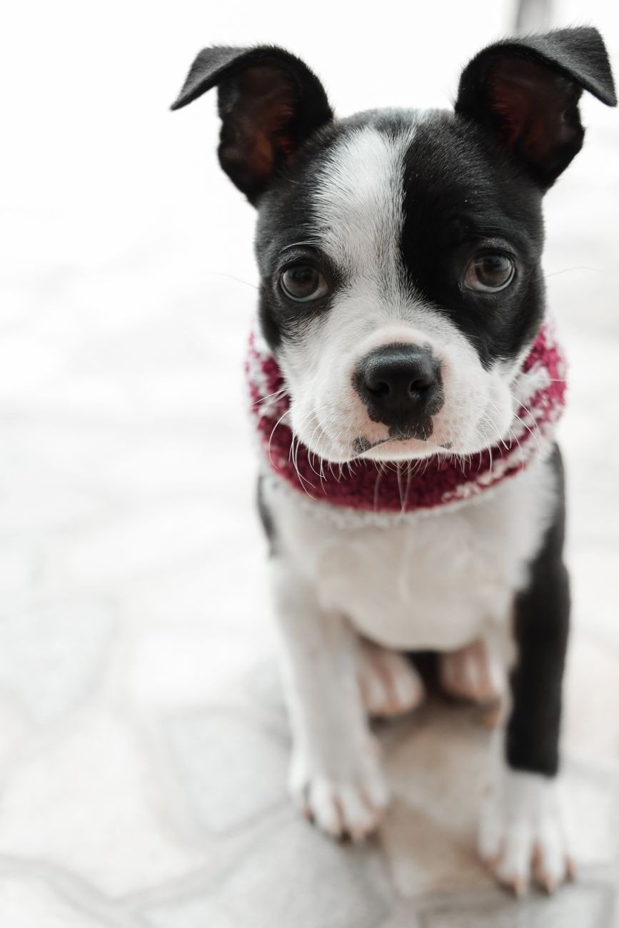 A tranquil puppy at ease