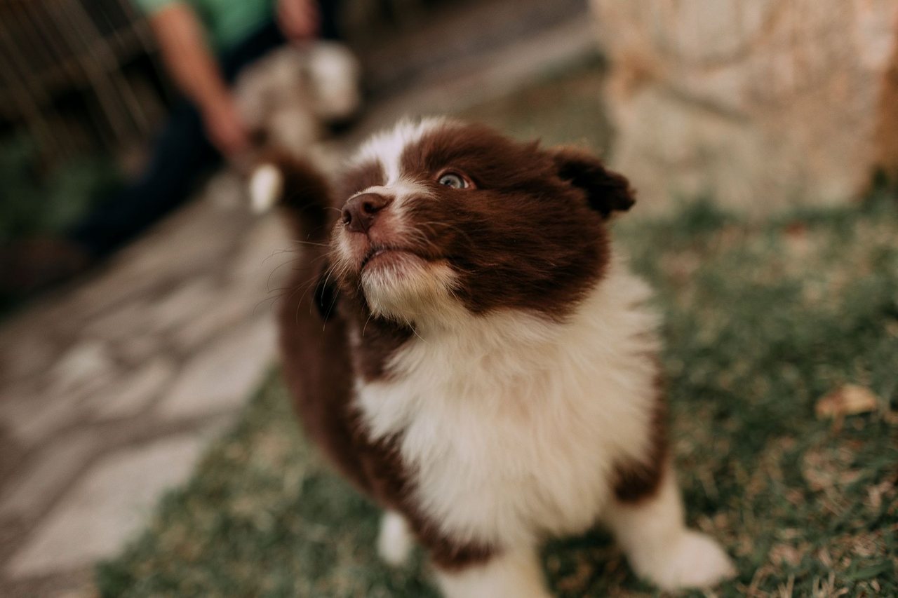 A relaxed puppy with soft eyes
