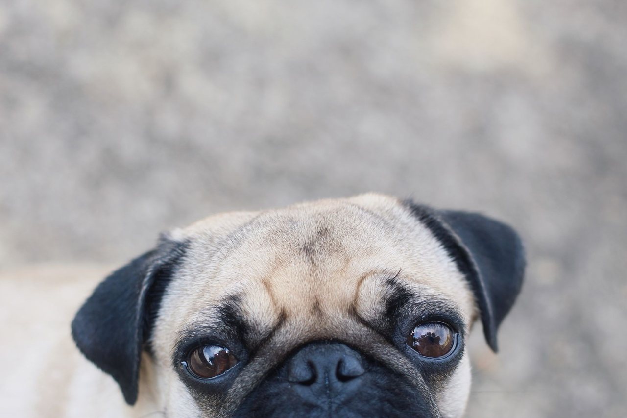A gentle puppy at rest