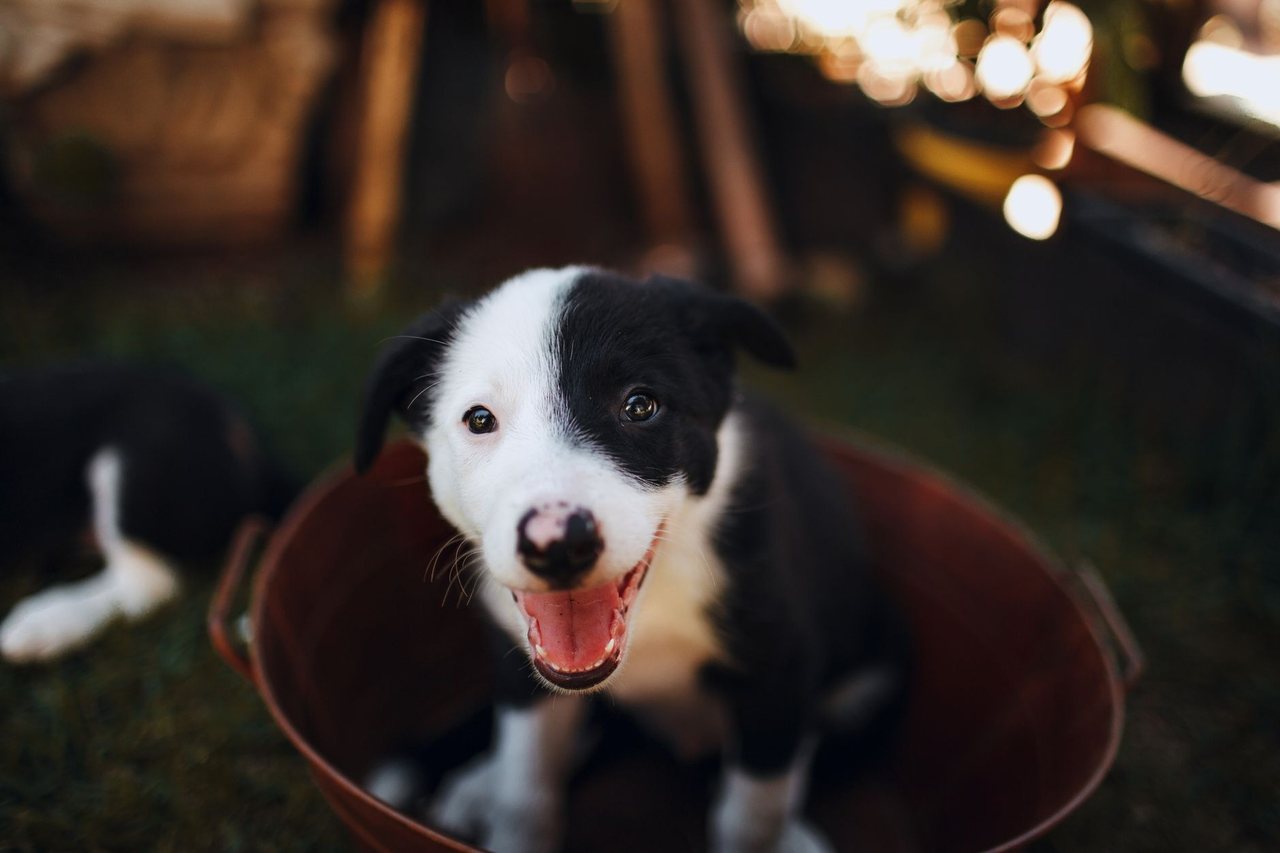 A drowsy puppy ready to nap