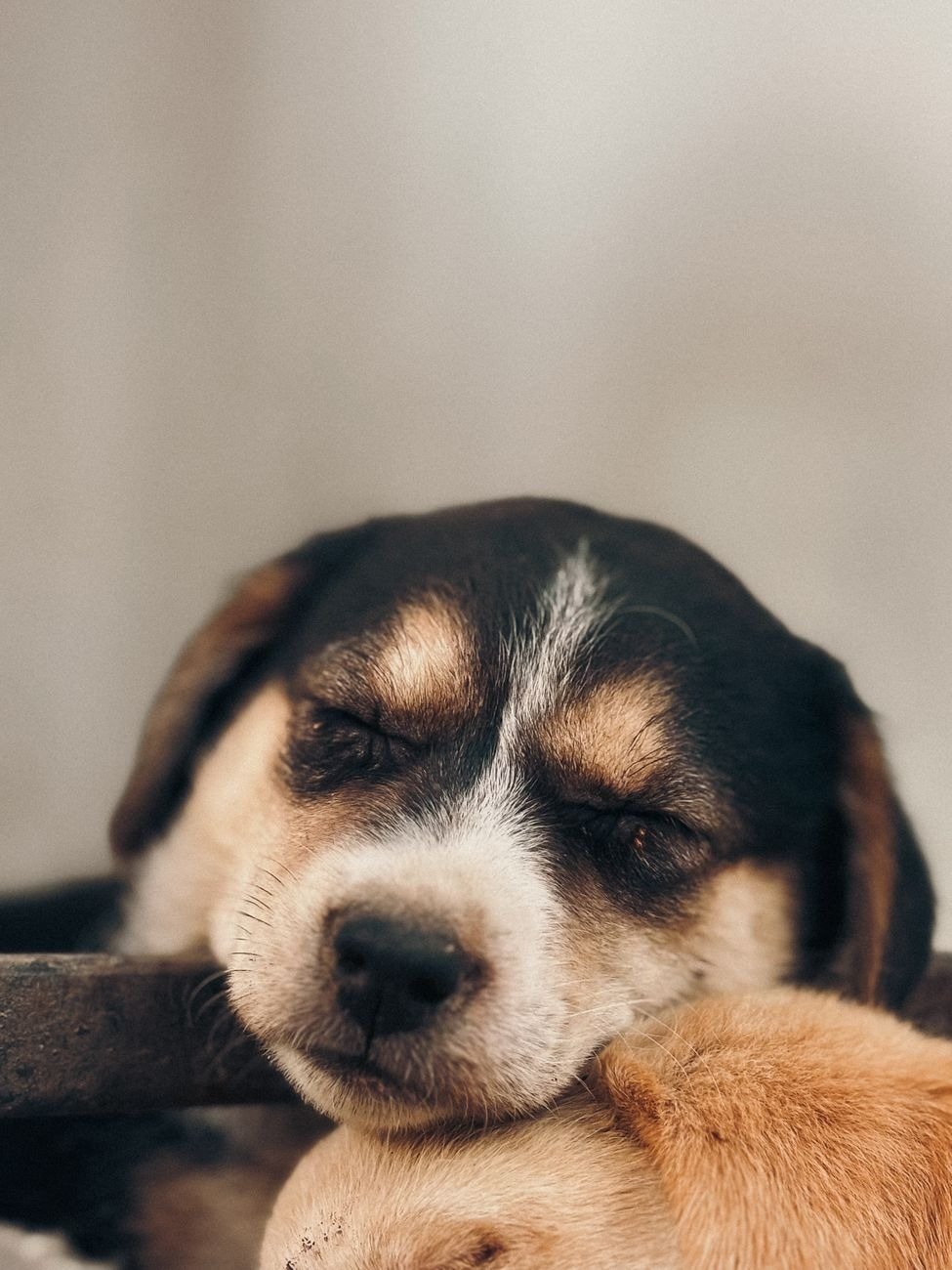 A serene puppy lying quietly